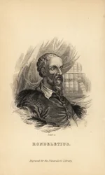 Rondeletius, Guillaume Rondelet, professeur de médecine à l